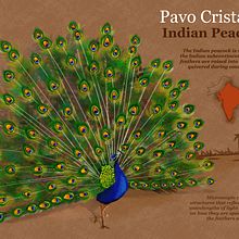 My project in Naturalist Animal Illustration with Procreate course - Indian Peacock. Infographics project by poojaminho28 - 07.14.2020