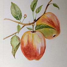 Proyecto Final: Cuaderno Botánico. Watercolor Painting project by Red Rosemary - 07.15.2020