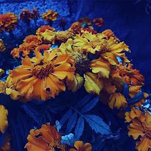 Fotografía. Creativit, Mobile Photograph, Product Photograph, Digital Photograph, Outdoor Photograph, and Photo Retouching project by Martin Rojo - 07.16.2020