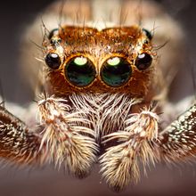 El mundo mágico de la Fotografía Macro Ein Projekt aus dem Bereich Digitalfotografie von José Martín Ceja Medina - 16.07.2020