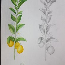 Lemons. Een project van Aquarelschilderen y Traditionele illustratie van Heike - 16.07.2020