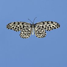 Common tree nymph butterfly . Un progetto di 3D, Belle arti, Arte concettuale, Character design, Fotografia artistica e Papercraft di Diana Beltran Herrera - 16.07.2020
