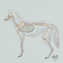 anatomia lobo guara. Un progetto di Disegno anatomico, Disegno digitale, Illustrazione tradizionale e Illustrazione digitale di Tyler Sawinsky - 05.05.2020