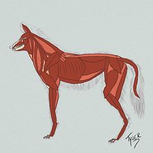 anatomia lobo guara (musculatura). Un projet de Dessin anatomique, Dessin numérique, Dessin réaliste, Illustration traditionnelle et Illustration numérique de Tyler Sawinsky - 06.05.2020