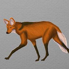 lobo guara. Un projet de Dessin réaliste, Illustration traditionnelle et Illustration numérique de Tyler Sawinsky - 10.05.2020