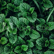 Mi Proyecto del curso: Diseño web responsive con Adobe Dreamweaver . Design web de Romel Felipe Ruiz Collantes - 07.20.2020