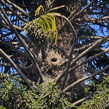 observar aves desde casa. YouTube Marketing, Video Editing, and Education project by Natalia Sol Gonzalez - 07.22.2020