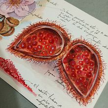 Mi Proyecto del curso: Cuaderno botánico en acuarela. Un progetto di Illustrazione botanica, Pittura ad acquerello, Illustrazione tradizionale e Sketchbook di Úrsula Ochoa - 25.07.2020