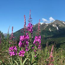 living in Alaska . Un projet de Photographie pour Instagram de laura DiazP - 23.07.2020