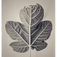 Cuaderno de campo:  Serie fotográfica "Natura Genetrix". Un proyecto de Fotografía, Fotografía artística y Fotografía digital de Manuel Pérez Báñez - 23.07.2020