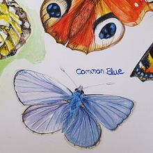 British Wildlife. Un proyecto de Pintura a la acuarela de Julie Warrington Morrow - 23.07.2020