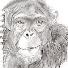 Primates. Pencil Drawing, and Digital Drawing project by Azul PC - 07.27.2020