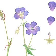 My project in Botanical Illustration with Watercolors course. Traditional illustration, Fine Arts, Painting, Drawing, Watercolor Painting, and Botanical Illustration project by chan.trieu - 07.26.2020