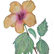 Flor Hibiscus de mi jardín caleño. Un progetto di Pittura ad acquerello di Alejandro Soto - 27.07.2020