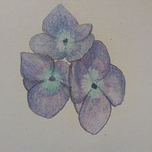 Hortensias. Drawing project by Ariadne Flores - 07.28.2020