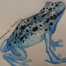 Dendrobates tinctorius. Drawing project by Ariadne Flores - 07.28.2020