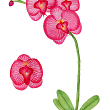 Proyecto y prácticas de Acualera Botánica Ein Projekt aus dem Bereich Botanische Illustration von Adriana Testa - 28.07.2020