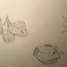 Botanical Watercolor Sketchbook. U2 & U3. Un proyecto de Sketchbook de Julia Williamson - 30.07.2020