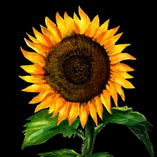 Final Project botanical study - Sunflower. Watercolor Painting, and Traditional illustration project by Cristina Torres - 07.31.2020