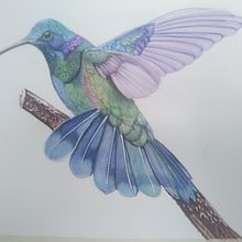 Colibri. Een project van Traditionele illustratie van yajoazsa - 01.08.2020