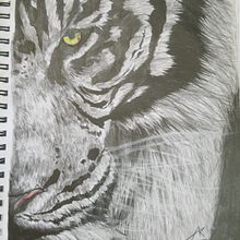 The Wrath of the White Tiger. Drawing, Pencil Drawing, and Portrait Drawing project by Juancarlo Diaz Cintron - 08.02.2020