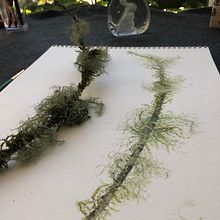 My project in Botanical Illustration with Watercolors course. Projekt z dziedziny R i sunek botaniczn użytkownika janie_farn - 02.08.2020