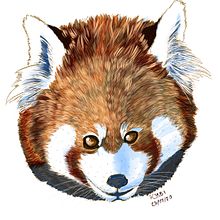 Mi Proyecto del curso: Ilustración naturalista de animales con Procreate. Traditional illustration project by Ale Barrios - 08.03.2020