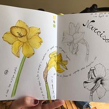 Mi Proyecto del curso: Cuaderno botánico en acuarela. Sketching, Drawing, Pencil Drawing, Artistic Drawing, Realistic Drawing, Traditional illustration, Botanical Illustration, Ink Illustration, Painting, and Watercolor Painting project by Carolina Bottino - 08.03.2020