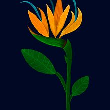 Ave del Paraiso. Un progetto di Illustrazione tradizionale, Illustrazione botanica, Illustrazione digitale e Illustrazione vettoriale di Fred Vega - 03.08.2020
