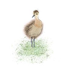 Curlew Chick. Un progetto di Disegno artistico, Disegno digitale, Illustrazione digitale, Pittura digitale, Disegno, Illustrazione tradizionale e Pittura ad acquerello di freja - 05.08.2020