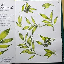 Mi Proyecto del curso: Cuaderno botánico en acuarela. Projekt z dziedziny Sketchbook użytkownika liliandrearuiz - 08.08.2020