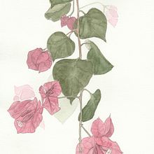 Meu projeto do curso: Ilustração botânica com aquarela. Un projet de Beaux Arts de Eduardo Shiiti Jacob Toma - 11.08.2020