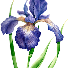 Aquarelas Florais. Un proyecto de Pintura a la acuarela, Ilustración tradicional e Ilustración botánica de Luli Reis - 12.12.2019