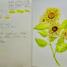 Botanical Watercolour Sketchbook. Botanical Illustration project by jacqui_hey - 08.14.2020