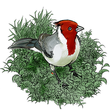 Ilustraciones aves. Un proyecto de Dibujo digital e Ilustración tradicional de Alejandra Piro Łudzik - 17.08.2020