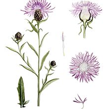 Centaurea Nigra. Traditional illustration project by Ana Luz - 08.19.2020