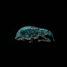 Mi Proyecto del curso: Introducción a la fotografía macro. Un progetto di Fotografia di ooooobrien - 04.09.2020