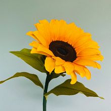 Gira, Gira, Girasoles. Arts, Crafts, Realistic Drawing, Design, DIY, and Paper Craft project by Manuela Maya Rendón - 08.02.2020