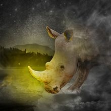 Nashorn. Photomontage project by cristian tapia - 08.21.2020
