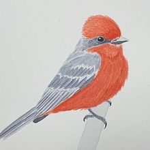 Mi Proyecto del curso: Ilustración naturalista de aves con acuarela. Watercolor Painting project by Ruben Visso - 08.24.2020
