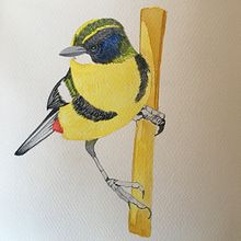 Mi Proyecto del curso: Ilustración naturalista de aves con acuarela. Projekt z dziedziny  Sztuki piękne użytkownika Valentina Flores Calderón - 25.08.2020