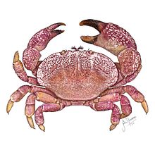 Cangrejo (Ozius reticulatus) Ein Projekt aus dem Bereich Digitale Illustration von Julia Rouaux - 13.11.2015
