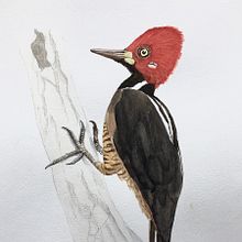 My project in Naturalist Bird Illustration with Watercolors course. Un proyecto de Pintura a la acuarela de Alan Skyrme - 26.08.2020