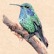 Colibrí. Ilustração tradicional, e Pintura projeto de Begoña Blázquez Parro - 27.08.2020