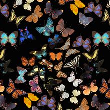 Lepidoptera . % Diana Flores Blazquez tarafından hazırlanan Geleneksel illüstras, on, Dijital İllüstras, Ve on projesi - 08.27.2020