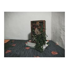 Mi Proyecto del curso: Diseño y creación de composiciones botánicas. Creativit project by Sebastián Olavarría - 08.28.2020