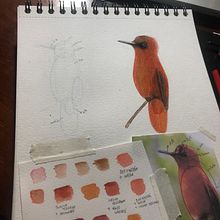 Mi Proyecto del curso: Ilustración naturalista de aves con acuarela. Un progetto di Animazione di Constanza Pérez Mellado - 28.08.2020