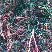 nterMi Proyecto del curso: Teñido textil con pigmentos naturales.  project by Monica Bracciantini - 09.17.2020