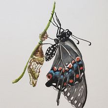 Swallowtail first watercolor. Watercolor Painting project by Debra Vaccaro - 08.29.2020
