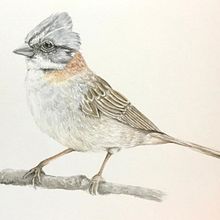 Mi Proyecto del curso: Ilustración naturalista de aves con acuarela. Traditional illustration, and Watercolor Painting project by María Ignacia Valenzuela Villarroel - 08.31.2020